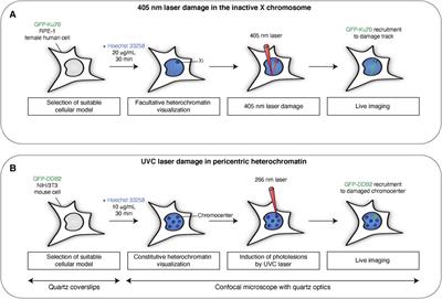 Imaging the Response to DNA Damage in Heterochromatin Domains